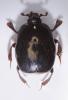 Saprinus acuminatus